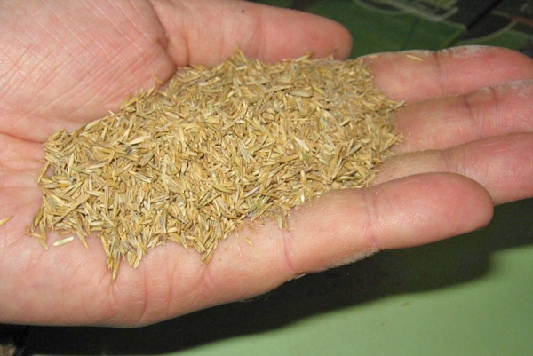 Мятлик однолетний — скромная сорная трава для корма и газонов